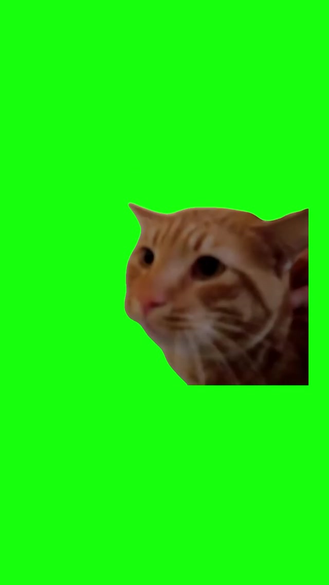 Cat Screaming No meme template blank