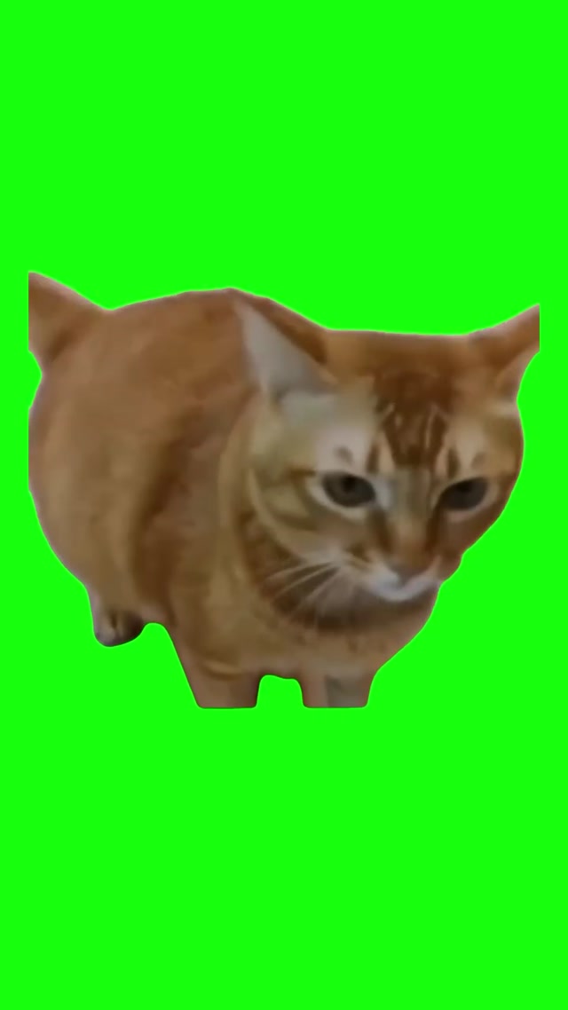 Cat Singing Meme meme template blank