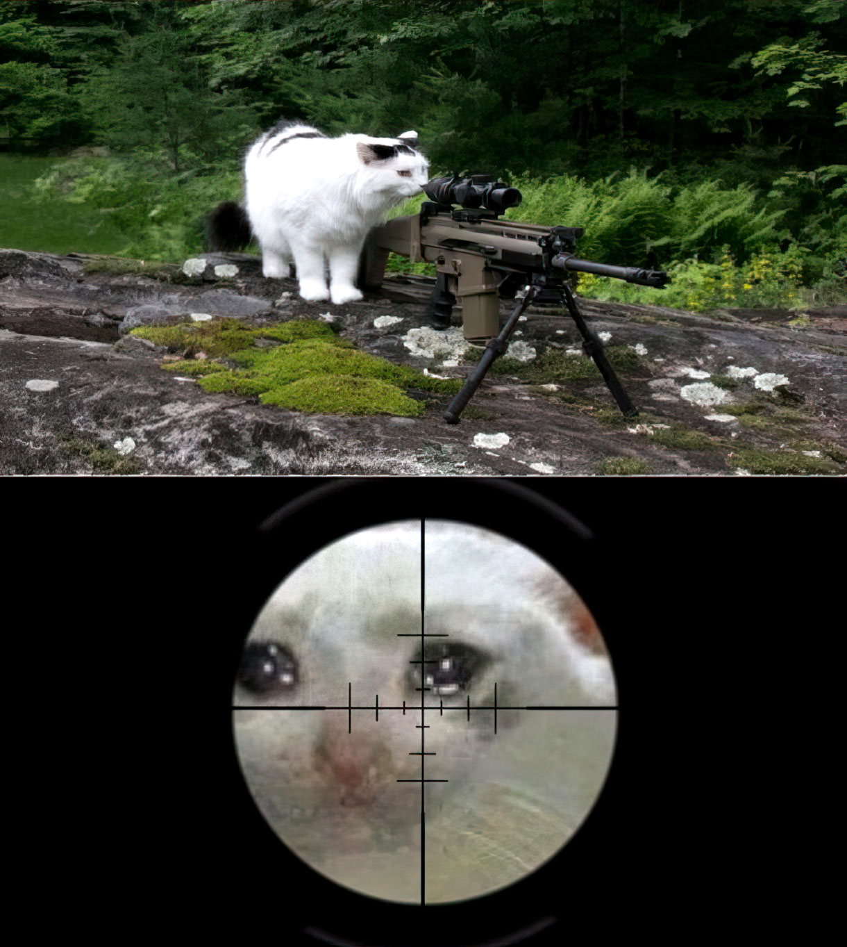 Cat Sniper vs. Crying Cat meme template blank - image format