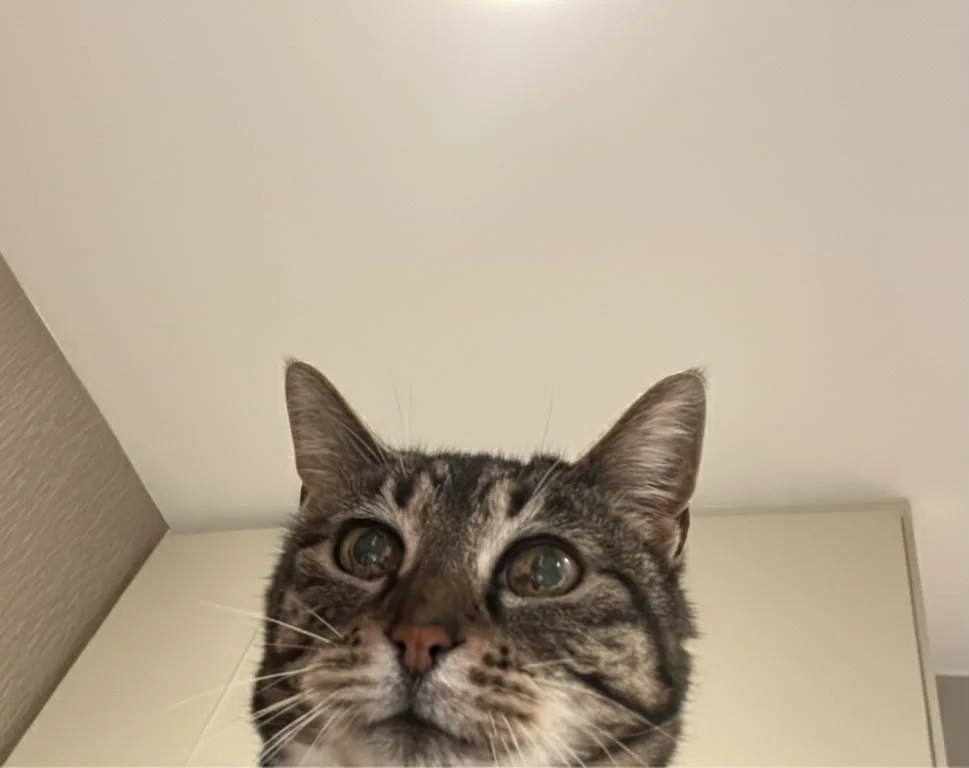 Cat Thousand-Yard Stare meme template blank - image format