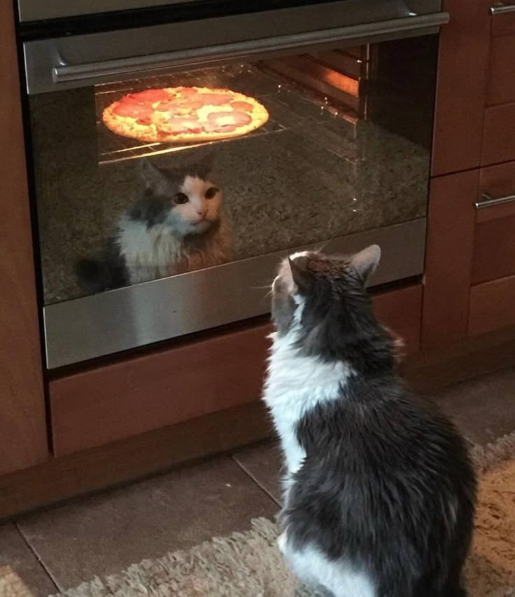 Cat Watching Pizza in the Oven meme template blank