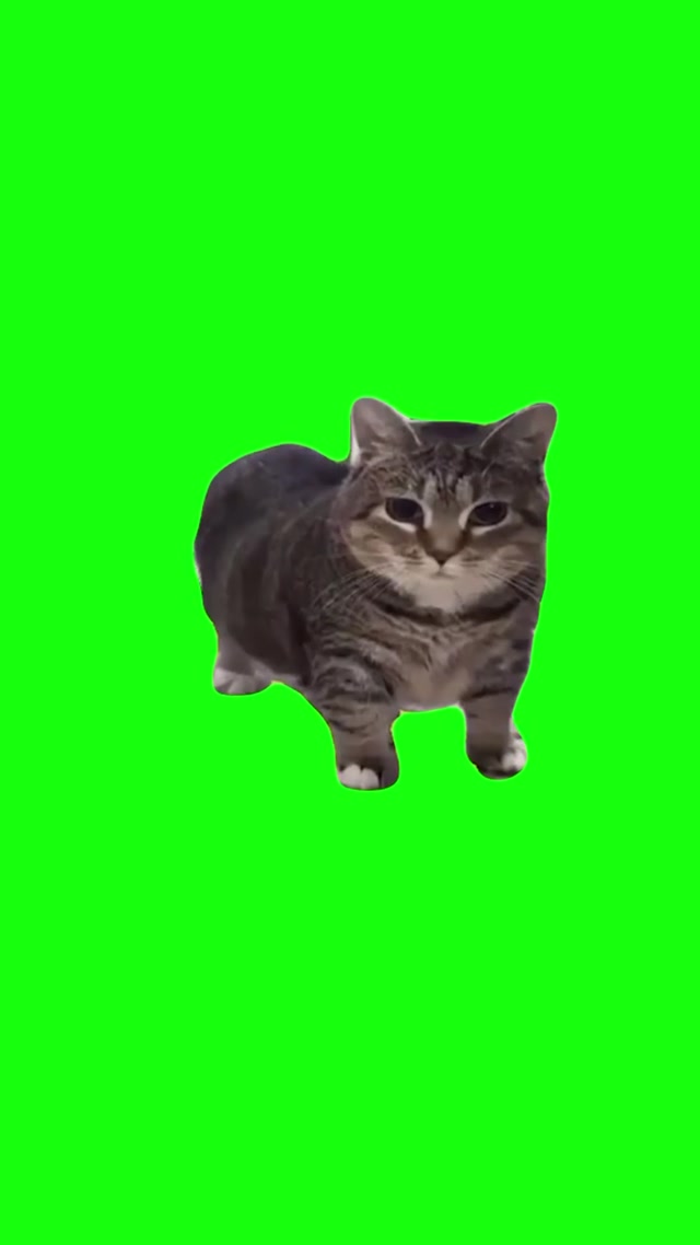 Cat With Groan Tube meme template blank