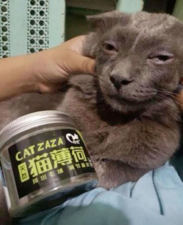 Cat Zaza meme template blank
