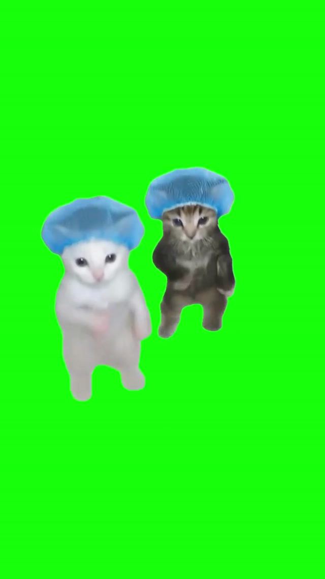 Cats Dancing meme template blank