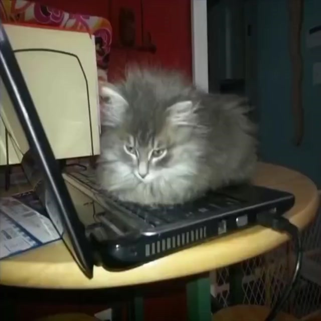Cats on Computers Compilation meme template blank