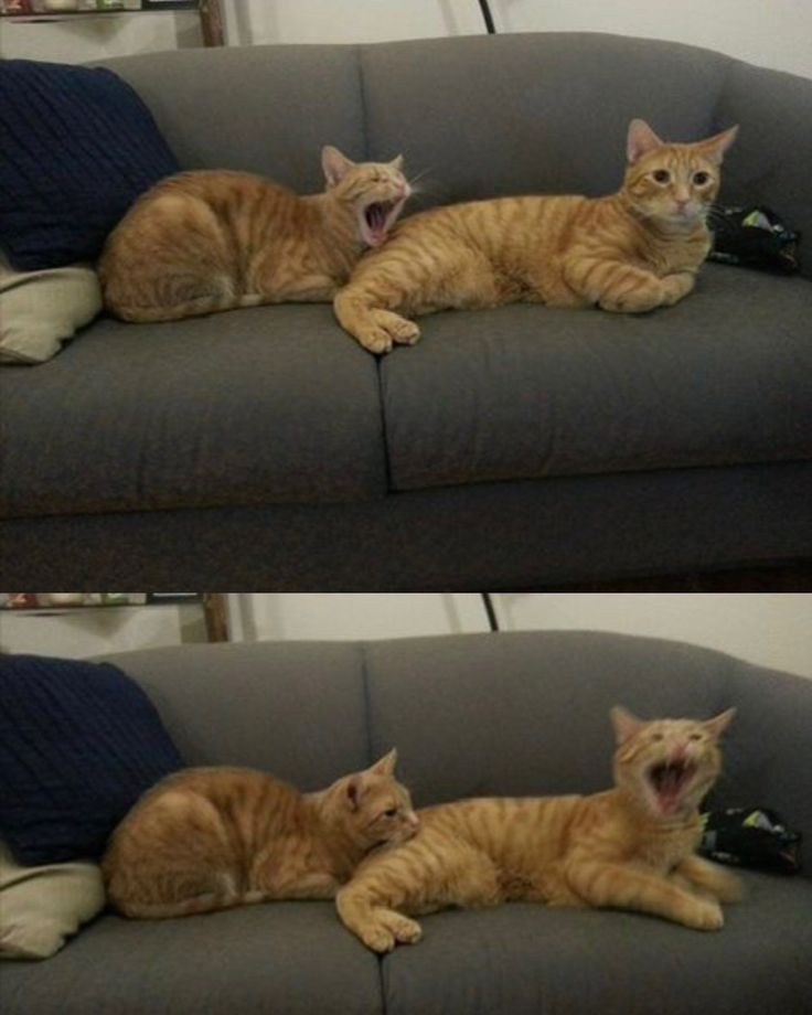 Chain Reaction Yawn Cat meme template blank