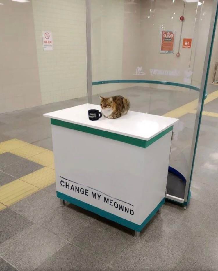 Change My Meownd meme template blank