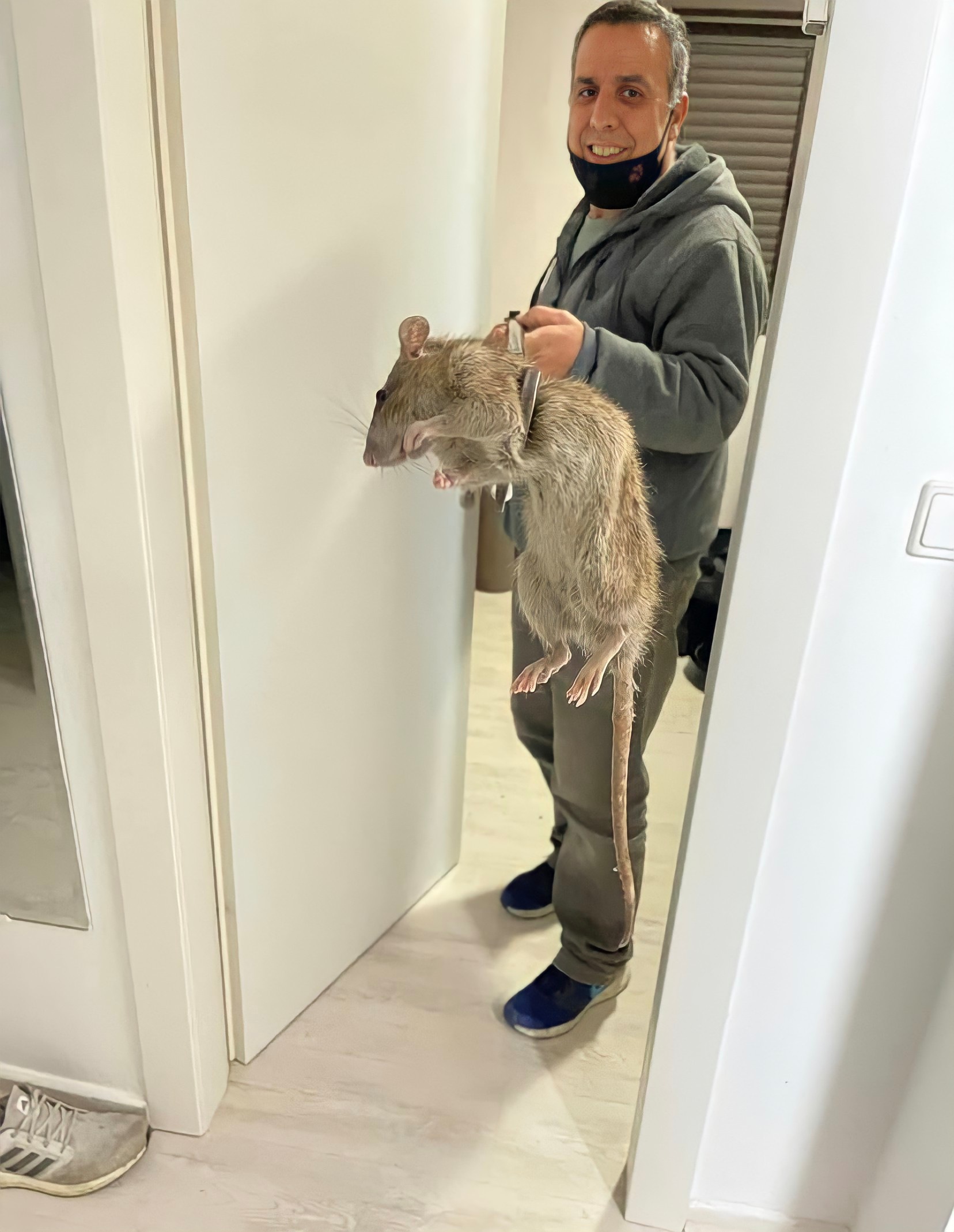 Check out the size of that rat meme template blank - image format