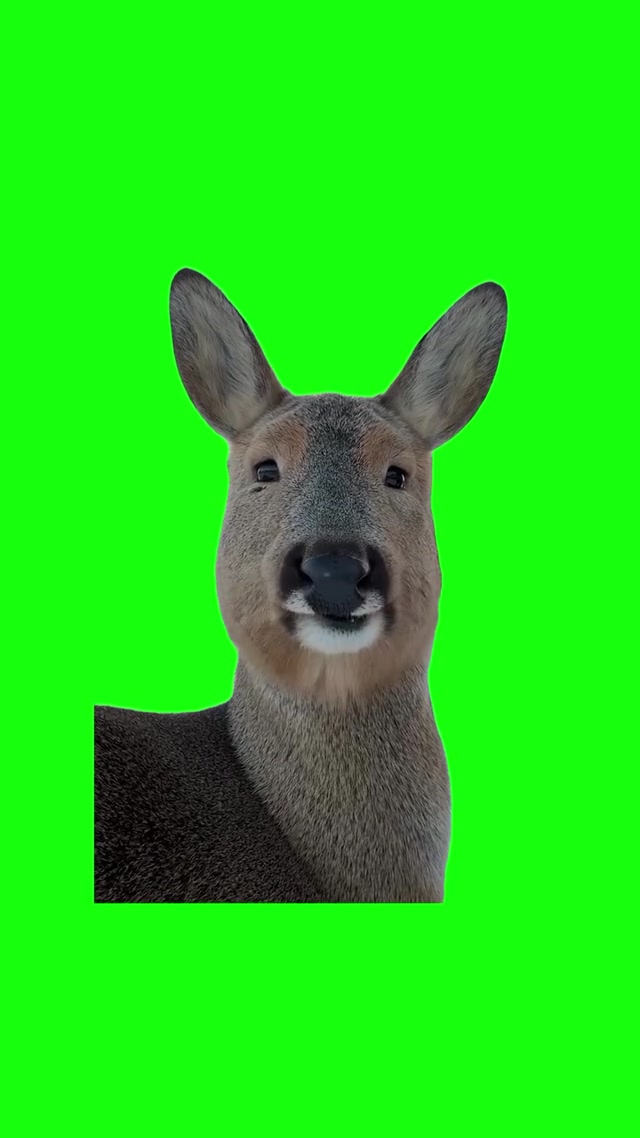 Chill Deer meme template blank