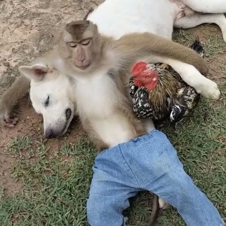 Chilling Monkey, Dog and Rooster meme template blank - image format
