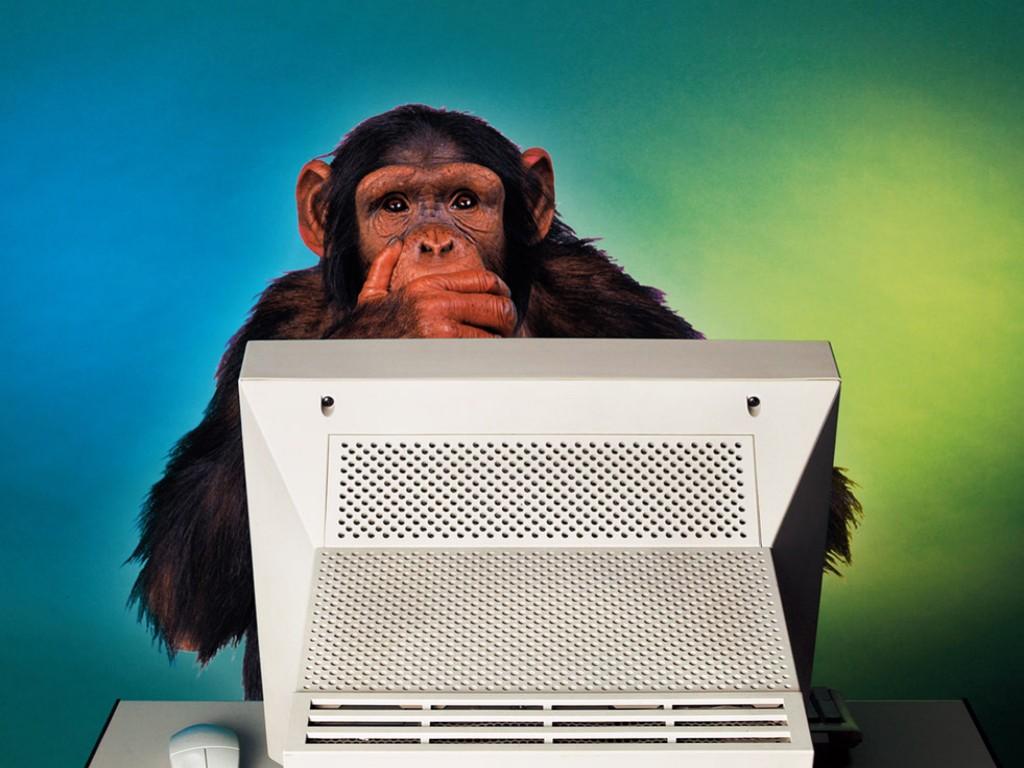 Chimpanzee at Computer meme template blank