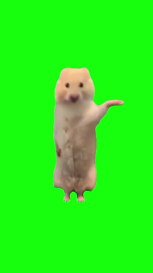Chinese Hamster Dancing meme template blank