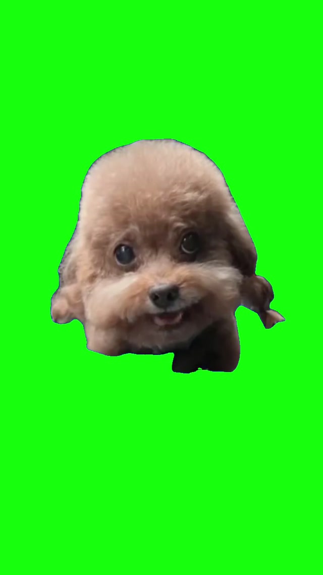 Chinese Rapping Dog meme template blank