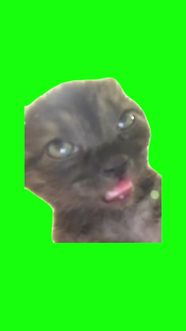 Club Cat meme template blank
