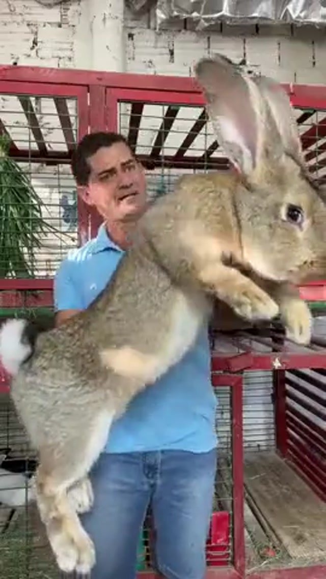 Comically Large Rabbit meme template blank