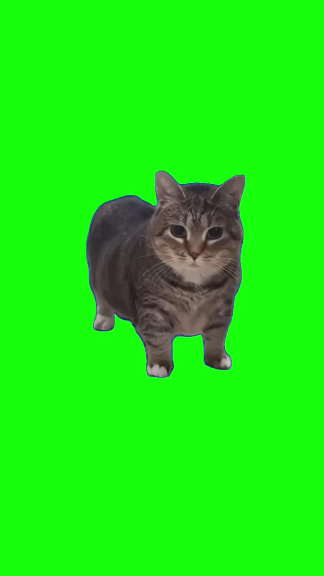 👉Comment 'VIDEO' for a Download Link! Oiiaoiia Cat Meme meme template blank