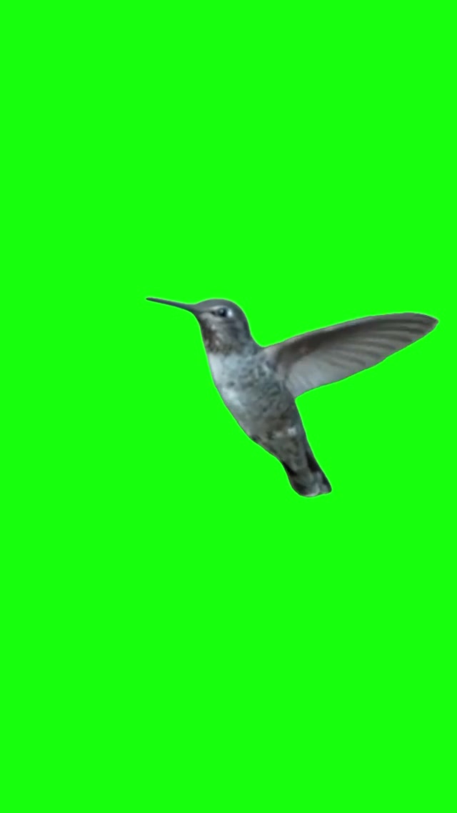 Cool Hummingbird Effect meme template blank