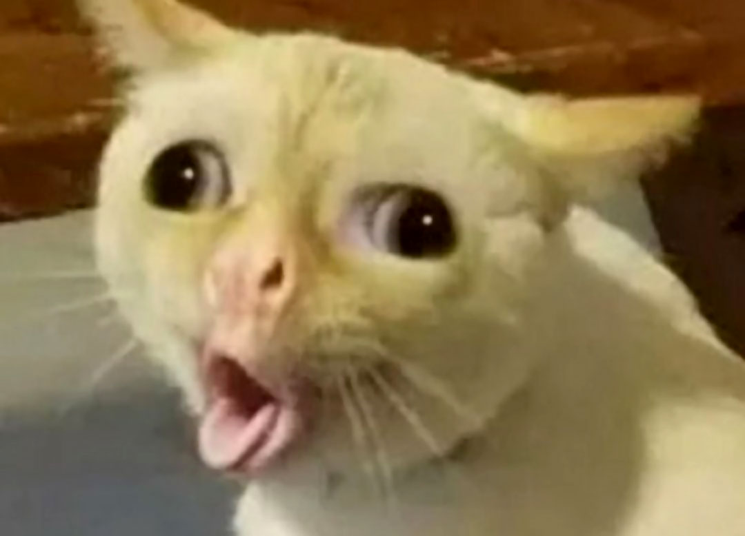 Coughing Cat meme template blank