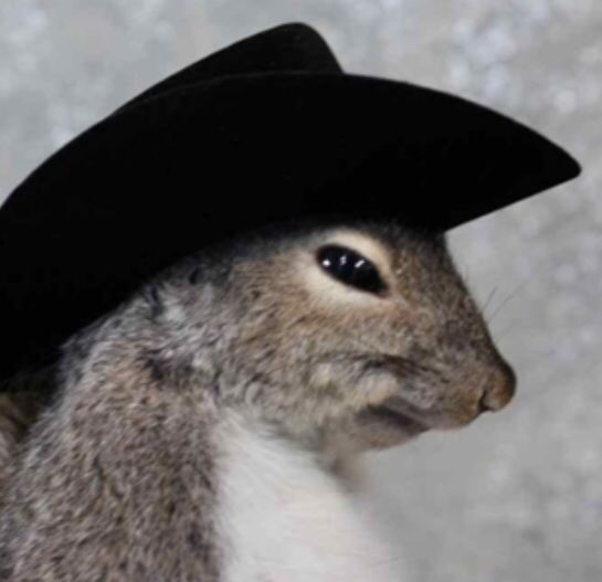 Cowboy Squirrel meme template blank