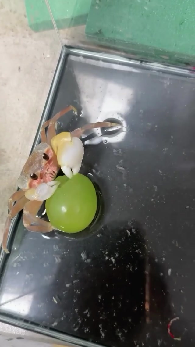 Crab Guarding a Grape meme template blank