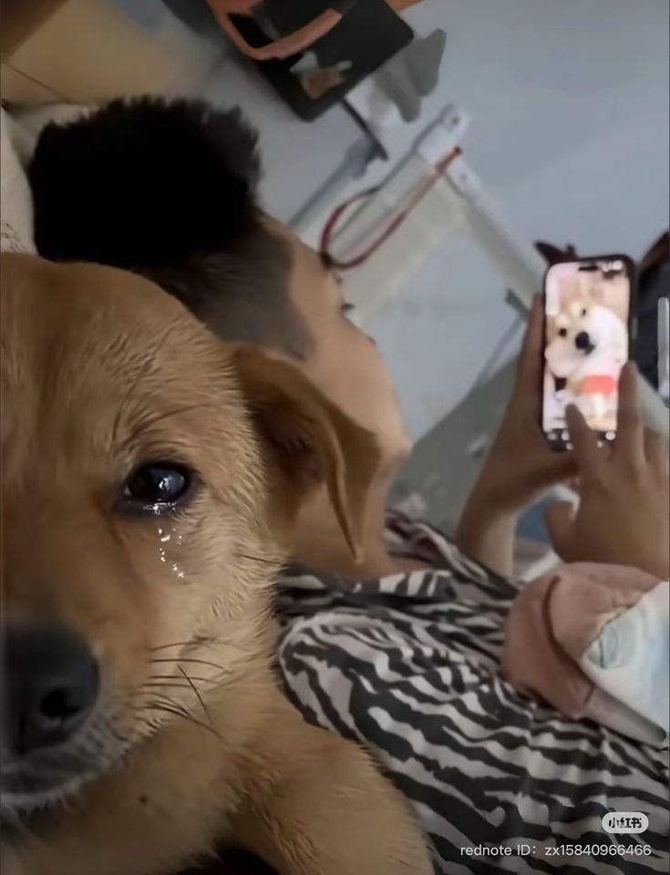 Crying Dog meme template blank