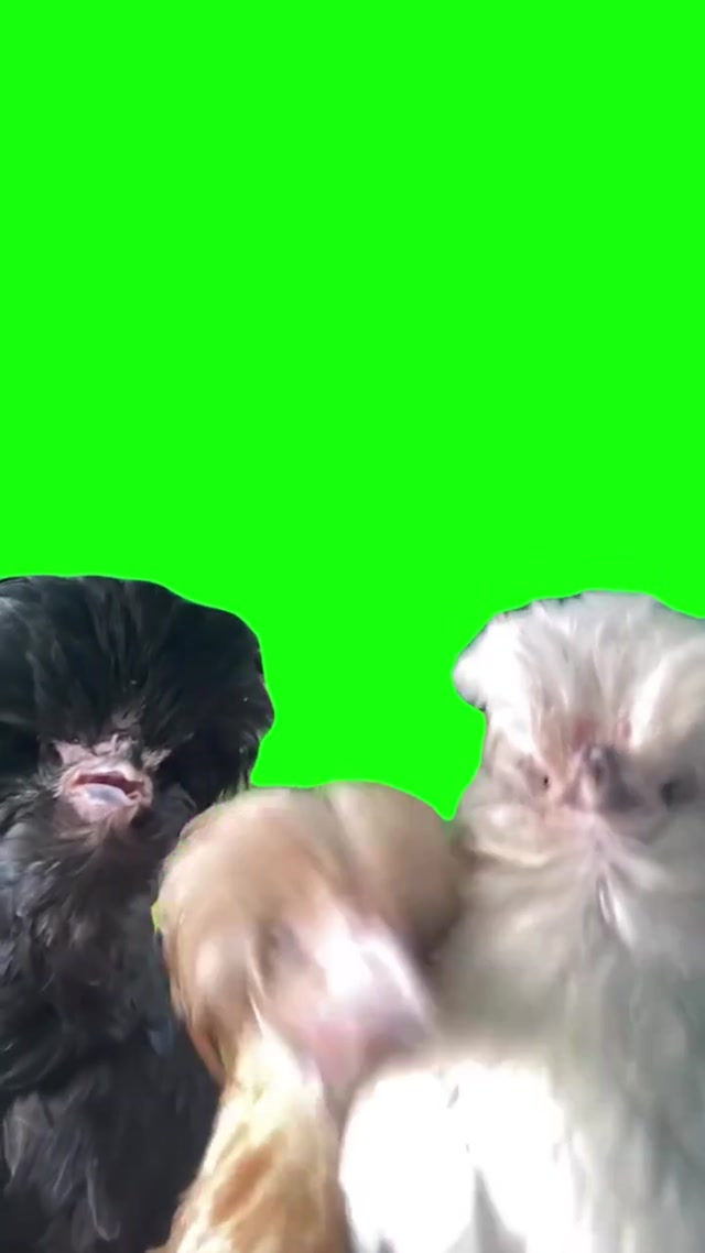 Dancing Chicken meme template blank
