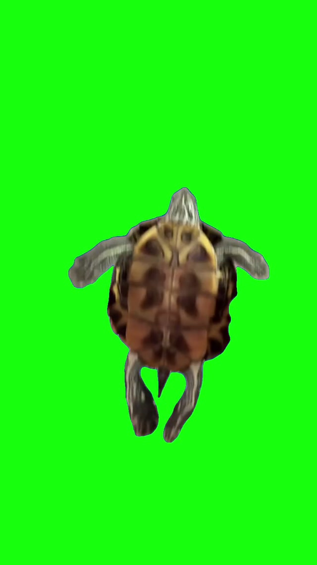 Dancing Turtle meme template blank