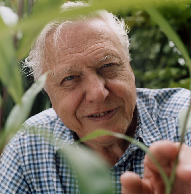 David Attenborough meme template blank