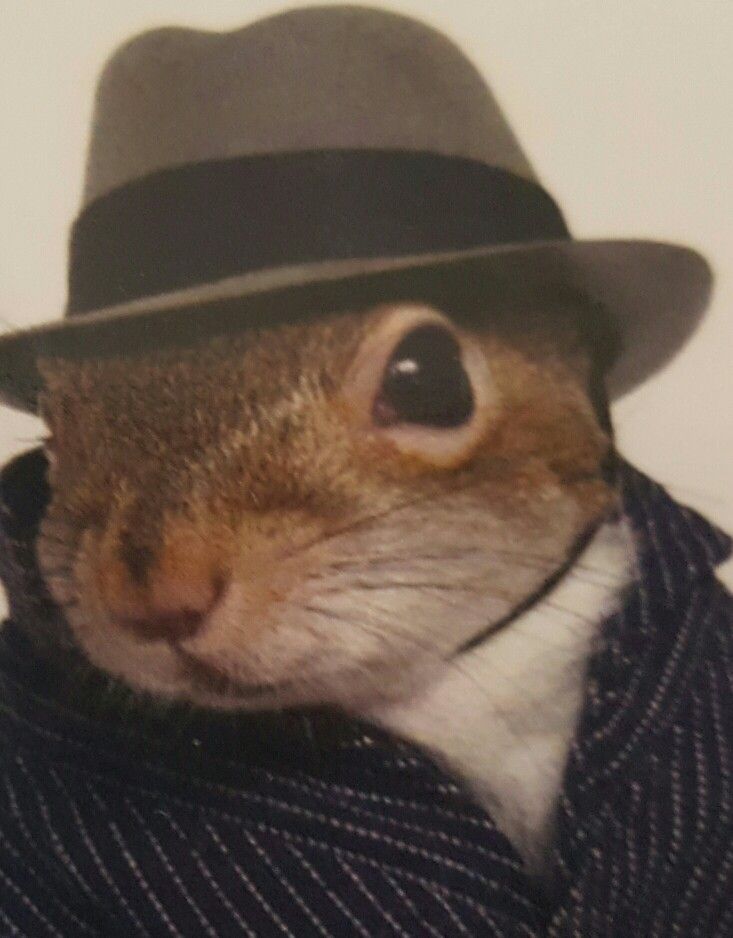 Detective Squirrel meme template blank