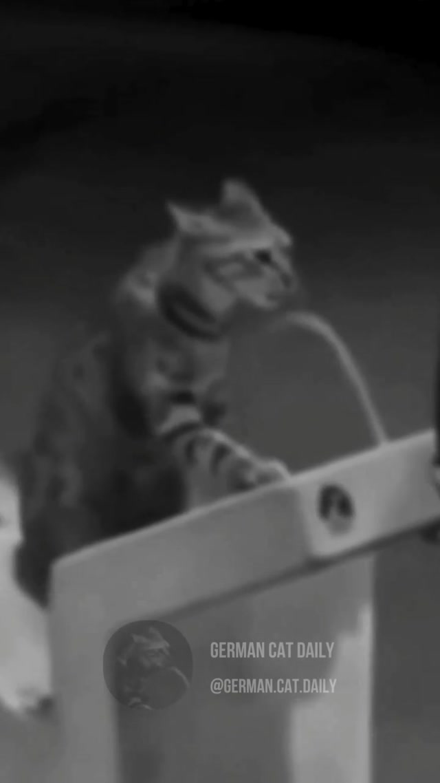 Dictator Cat Speech meme template blank