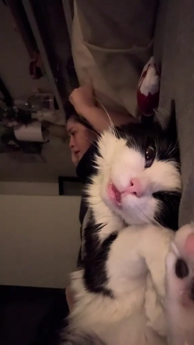 Distressed Cat meme template blank