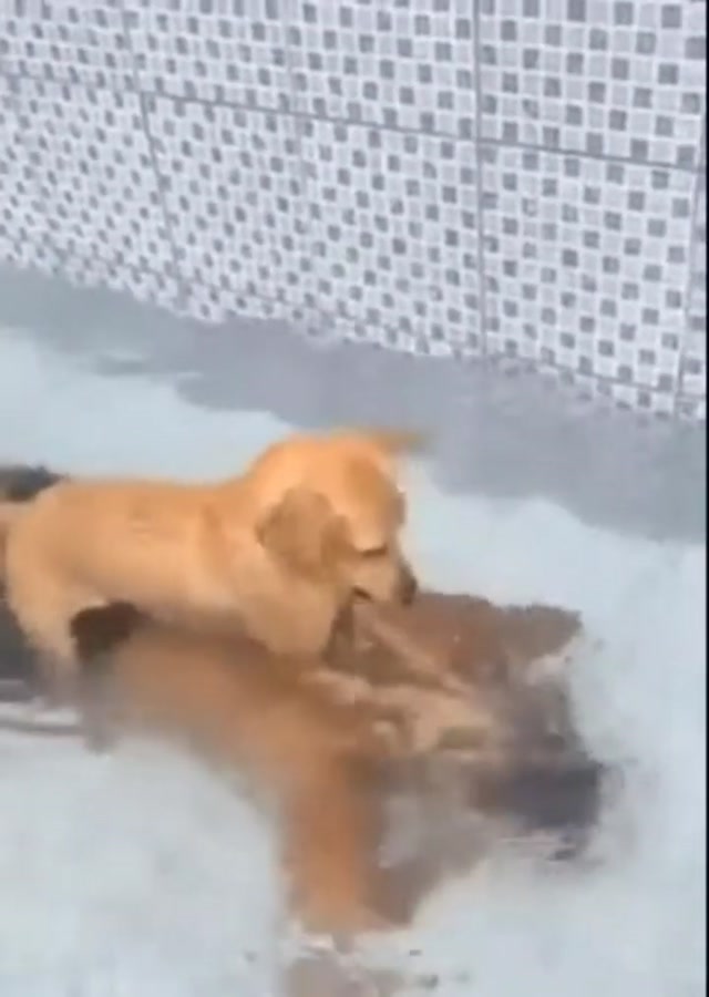 Dog Drowning Owner meme template blank