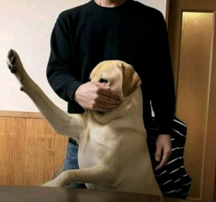 Dog Forced Silence meme template blank