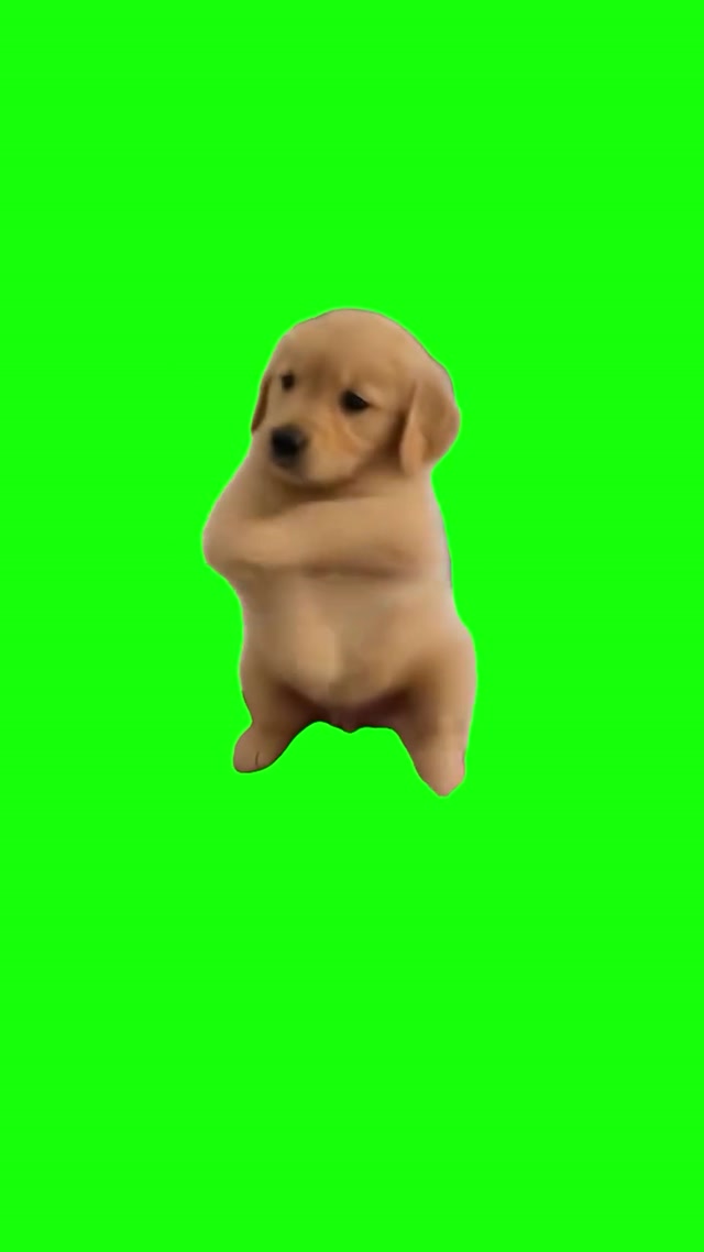 Dog Scuba Dancing meme template blank