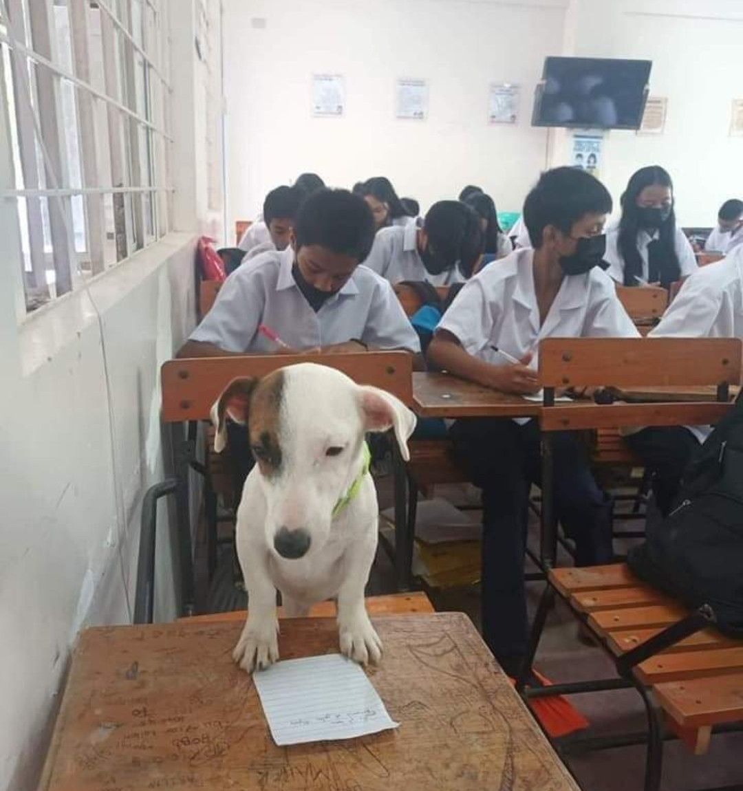 Dog Taking an Exam meme template blank - image format
