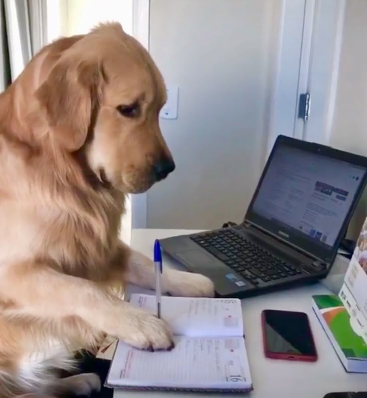 Dog Writing in Notebook meme template blank