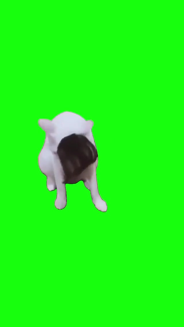 Emo Cat Hair Flip meme template blank
