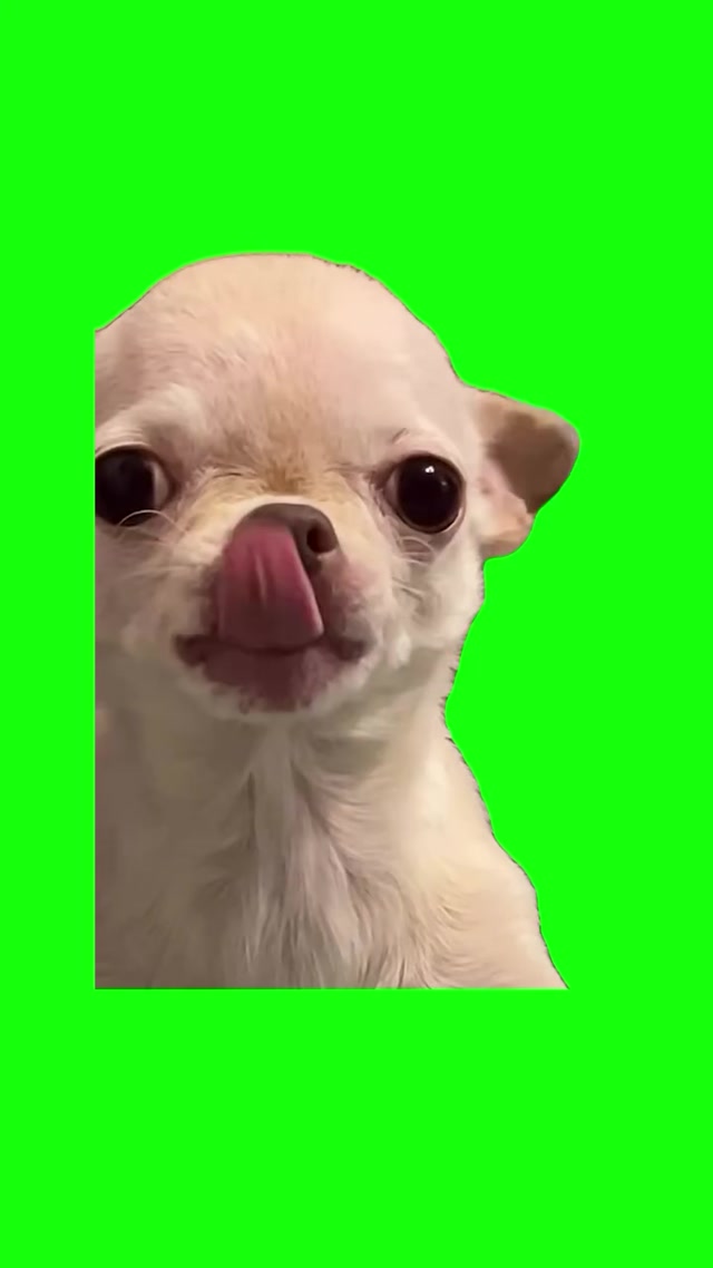 Evil Chihuahua Smiling meme template blank