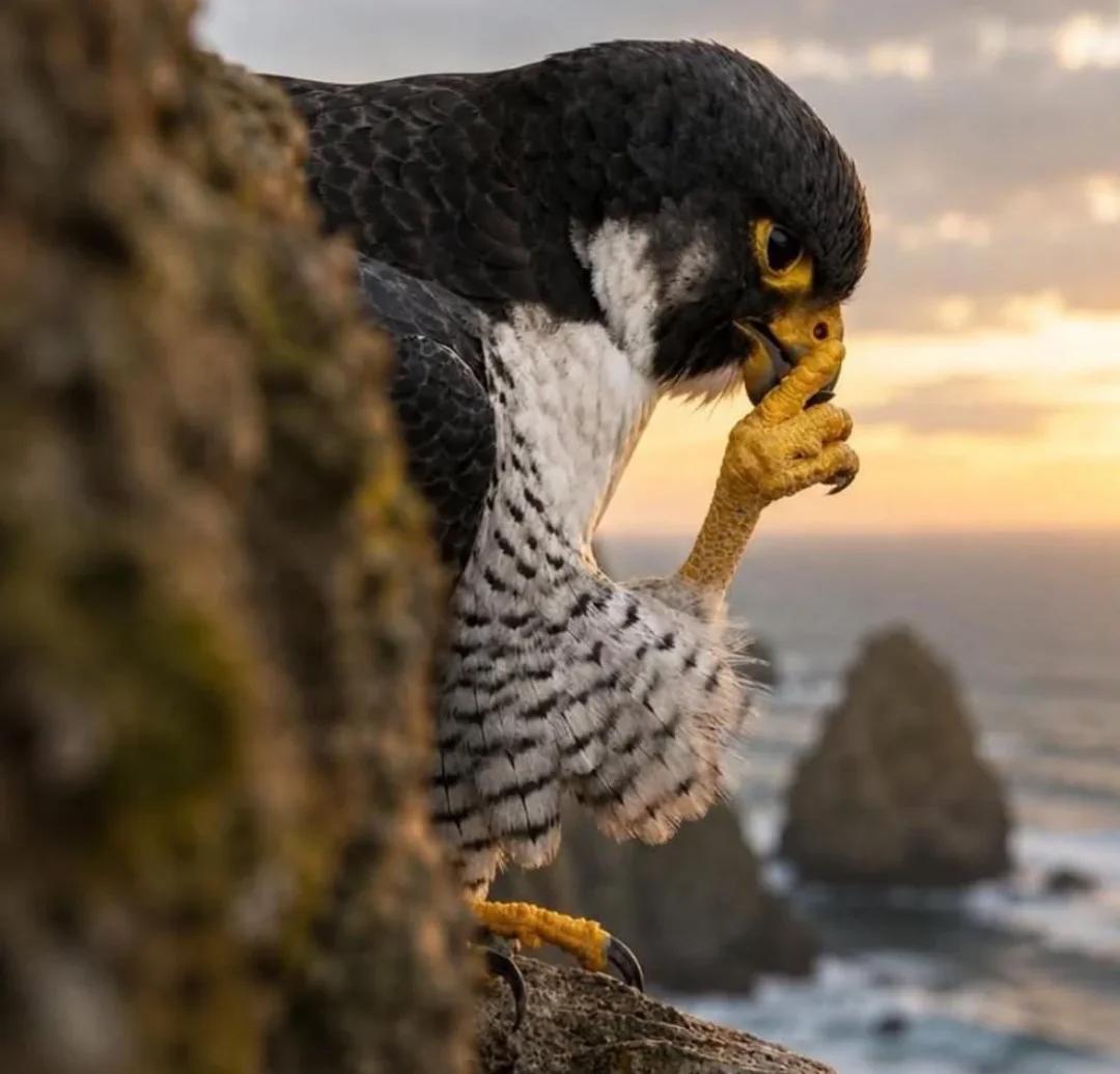 Falcon Nibbling Claw meme template blank - image format
