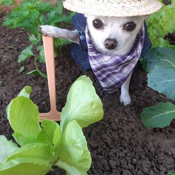Farmer Chihuahua meme template blank - image format