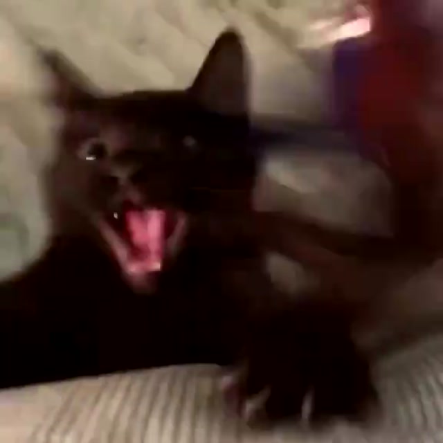 Fast-Pawing Black Cat meme template blank