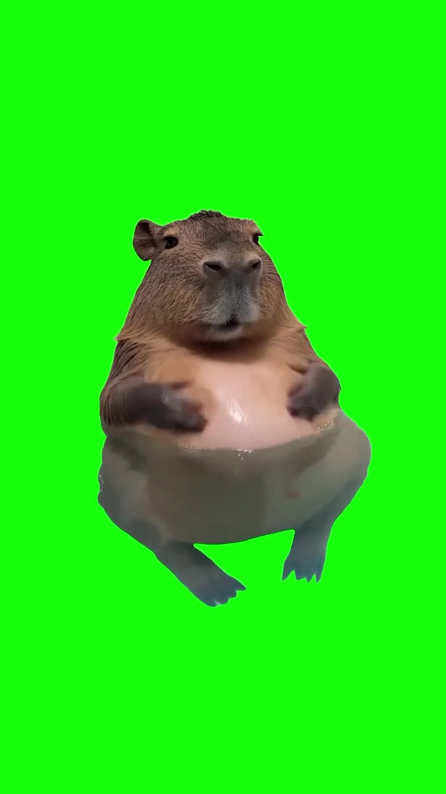 Fat Capybara meme template blank