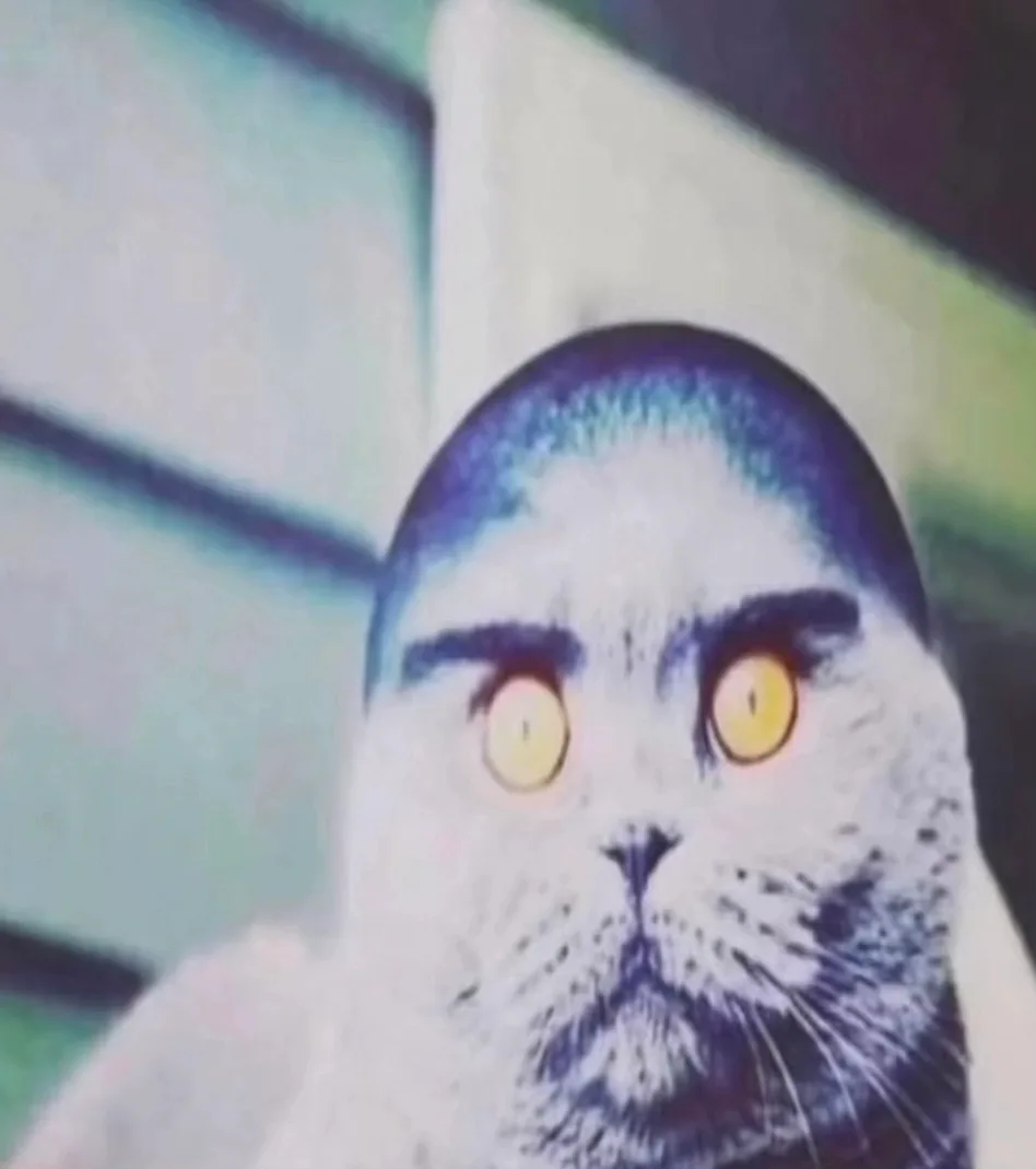 Folk Volley Cat meme template blank