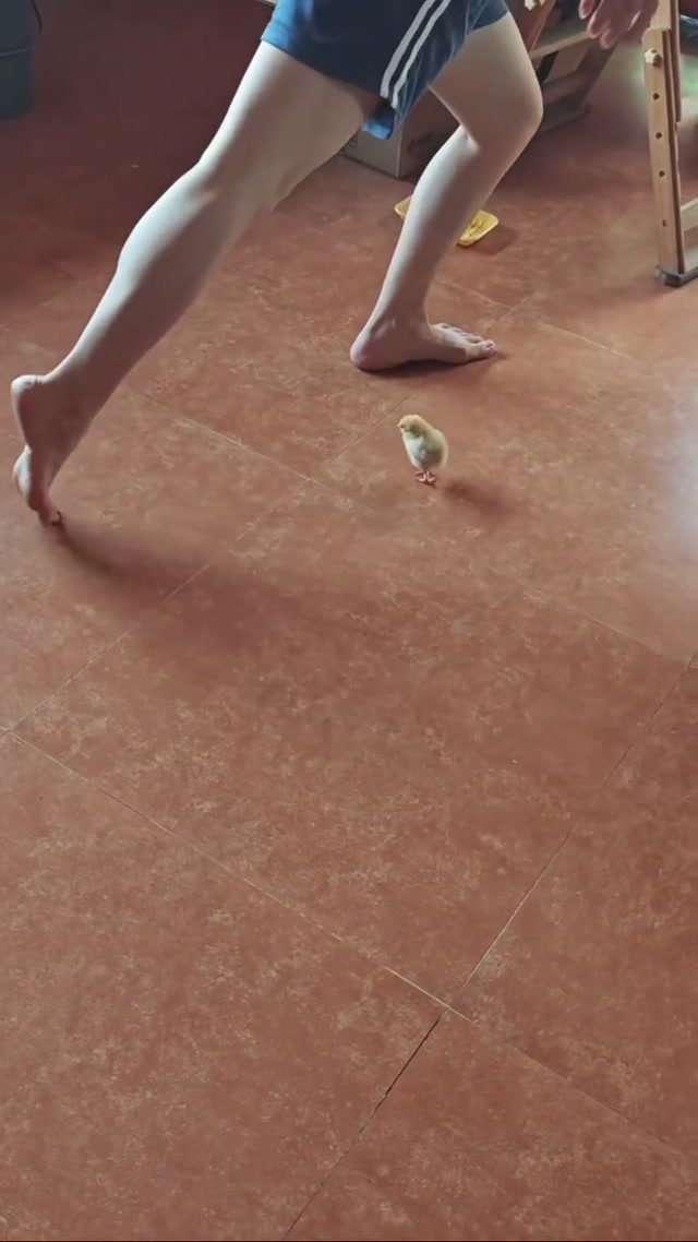 Following Feet Baby Chick meme template blank