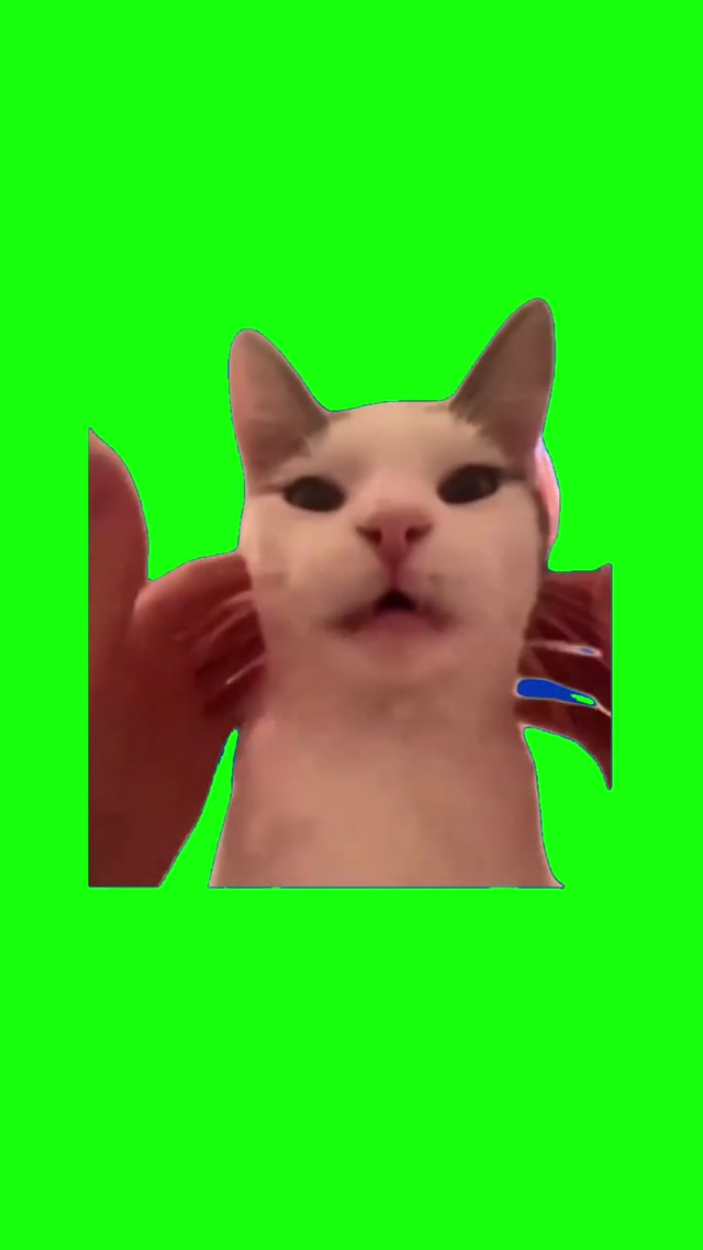 French Cat Purr meme template blank