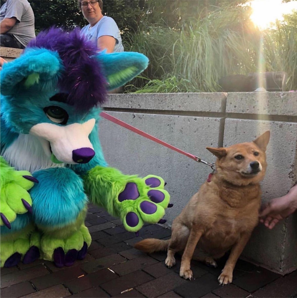 Furry vs. Dog meme template blank - image format