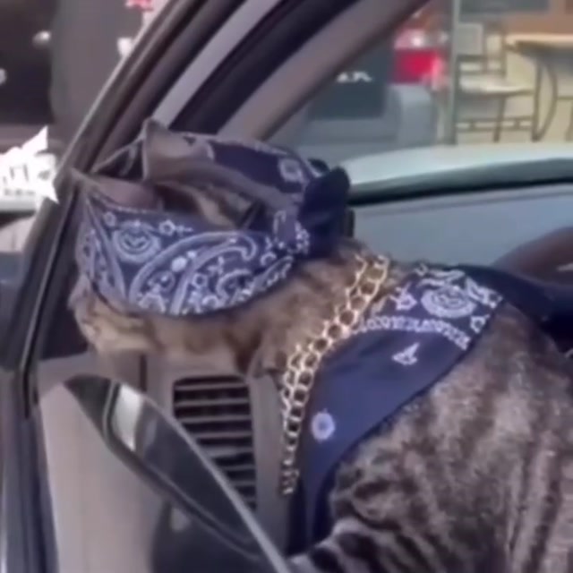 Gangsta Cat meme template blank