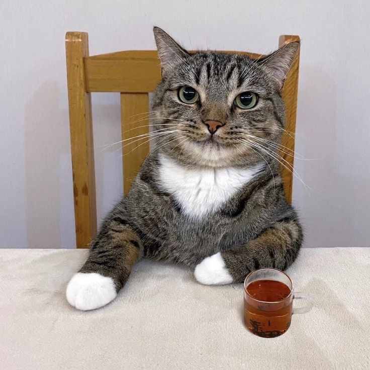 Gentleman Tea Cat meme template blank