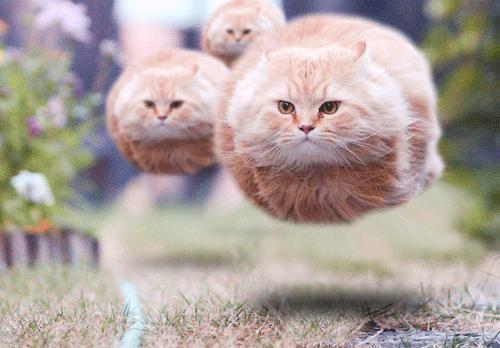 Floating Ball cat meme template blank