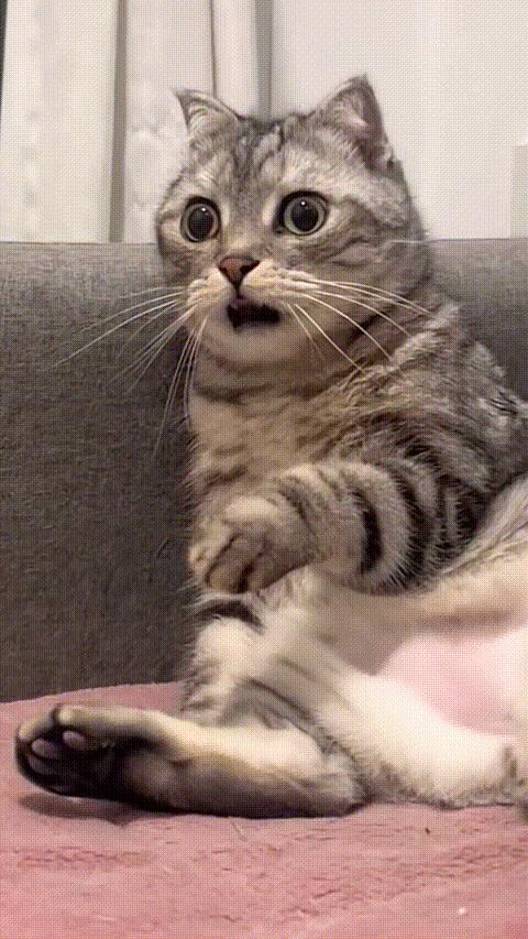 Shocked cat meme meme template blank